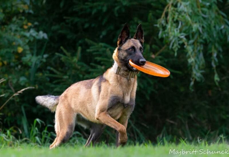 Frisbee - Sirius Frisbee Begynder Stjerne